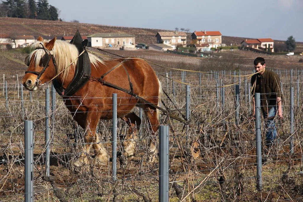 Les Roulottes Viticoles Bed & Breakfast Saint-Etienne-des-Oullieres